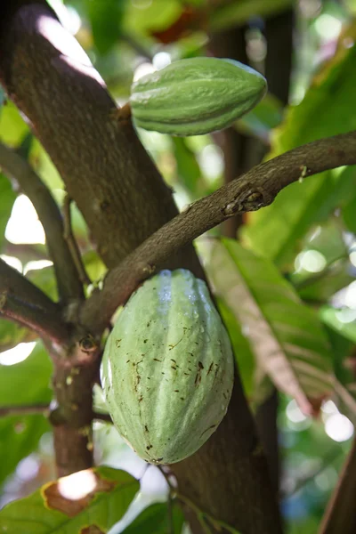 Cacao verde frutto sulla pianta — Foto Stock