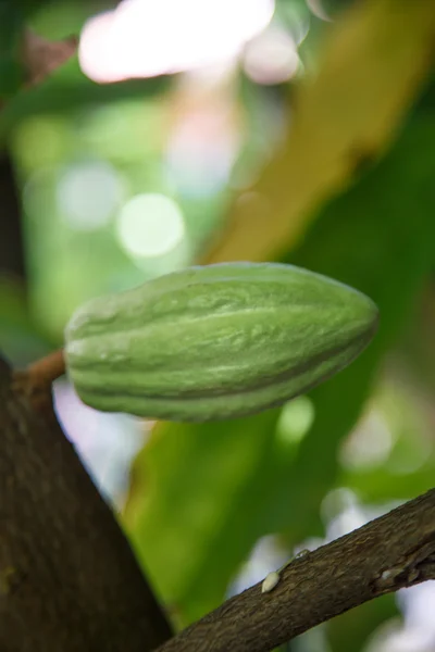Fruits de cacao vert sur la plante — Photo