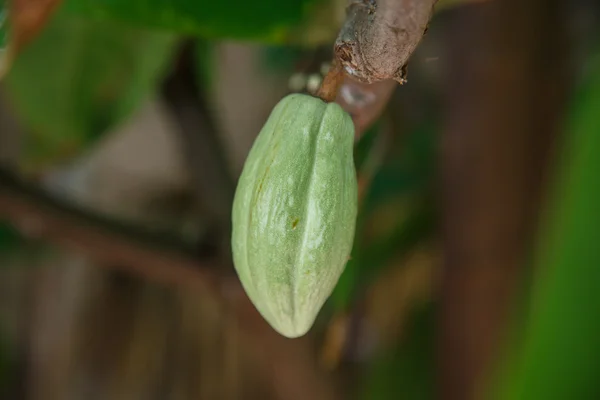 Fruits de cacao vert sur la plante — Photo