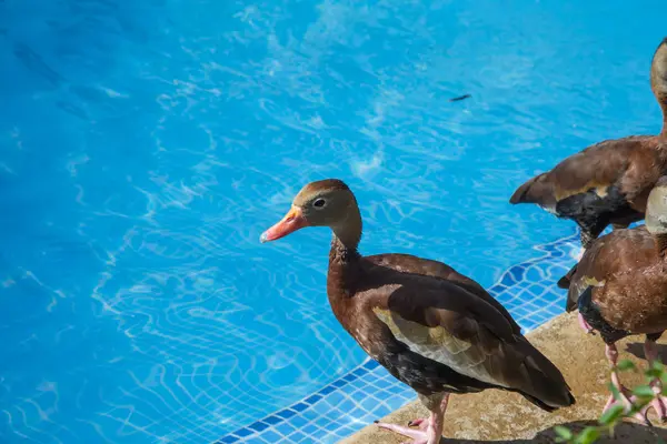 Drôle de groupe de canard sur une piscine — Photo