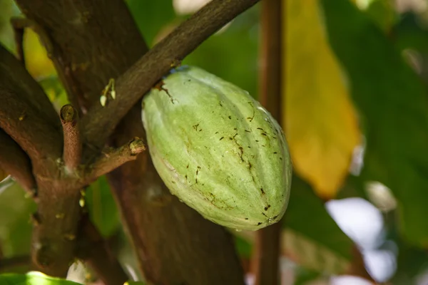 Détail d'un fruit de cacao vert sur plante — Photo