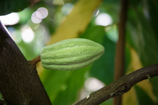 Détail d'un fruit de cacao vert sur plante — Photo