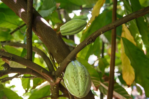 Détail d'un fruit de cacao vert sur plante — Photo