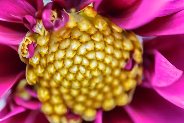 Фіолетова квітка з жовтим деталізованим пилком — стокове фото