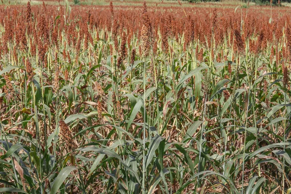 Campo de sorgo —  Fotos de Stock