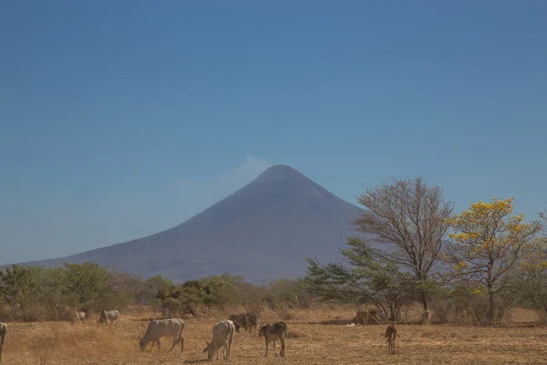 Momotombo vista con vacas en el campo — Foto de Stock