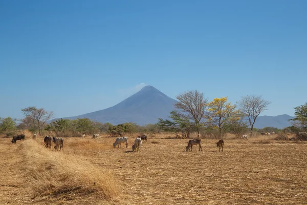 Momotombo vista con vacas en el campo —  Fotos de Stock