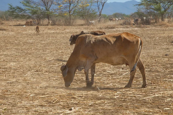 Ko från Nicaragua i ett fält — Stockfoto