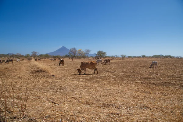 Momotombo vista con vacas en el campo —  Fotos de Stock