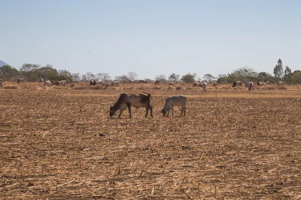 Vaca de Nicaragua en un campo —  Fotos de Stock