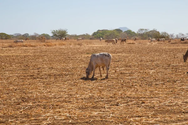 Vaca de Nicaragua en un campo —  Fotos de Stock