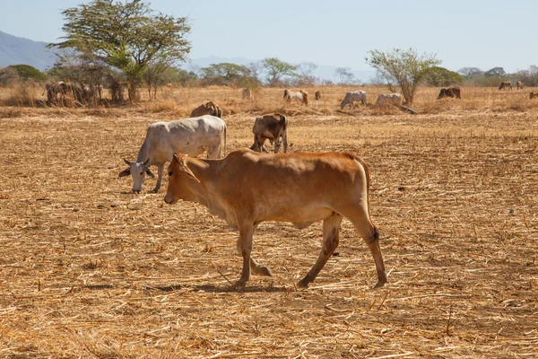 Ko från Nicaragua i ett fält — Stockfoto