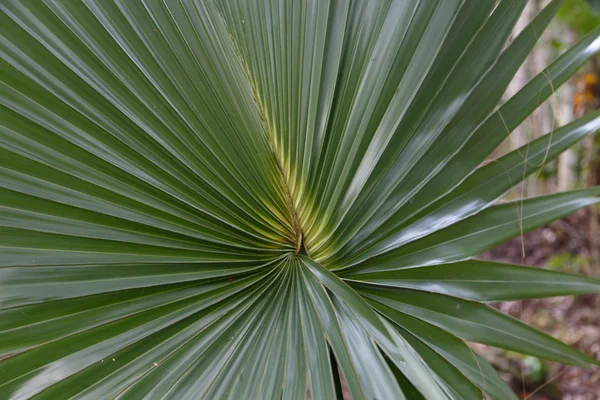 Hoja de palmera verde —  Fotos de Stock