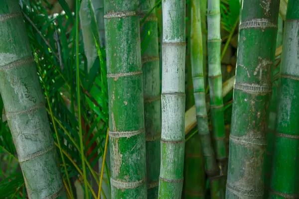 详细的绿色竹子 — 图库照片