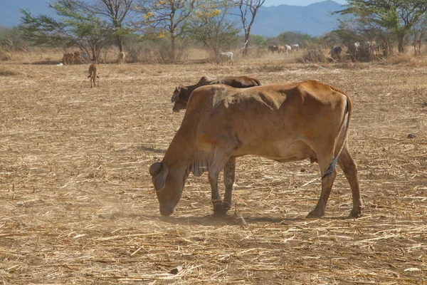 Vaca en un campo de Nicaragua —  Fotos de Stock