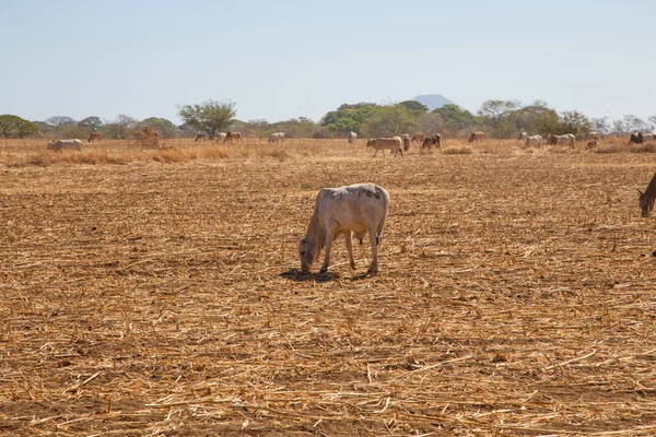 Vaca en un campo de Nicaragua —  Fotos de Stock