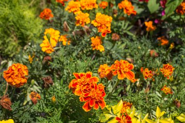 Kreş dekoratif çiçek