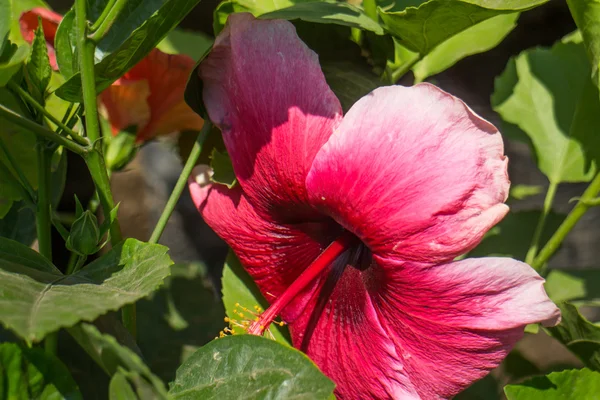 Röd hibiscus blomma — Stockfoto