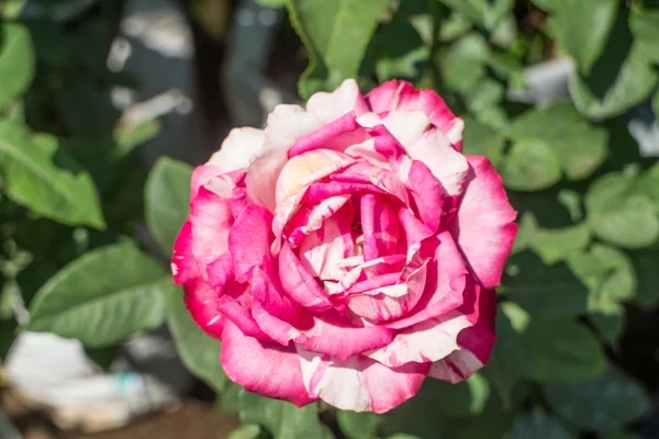 Rose rose sur plante — Photo