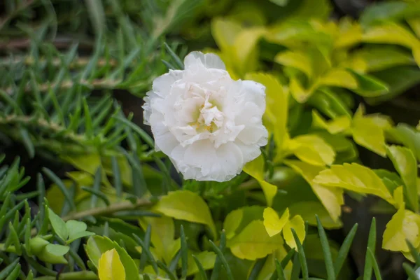 Branco bela flor — Fotografia de Stock