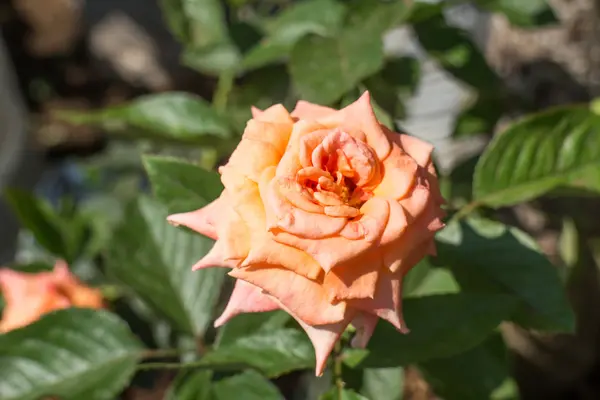 Rose orange sur la plante — Photo