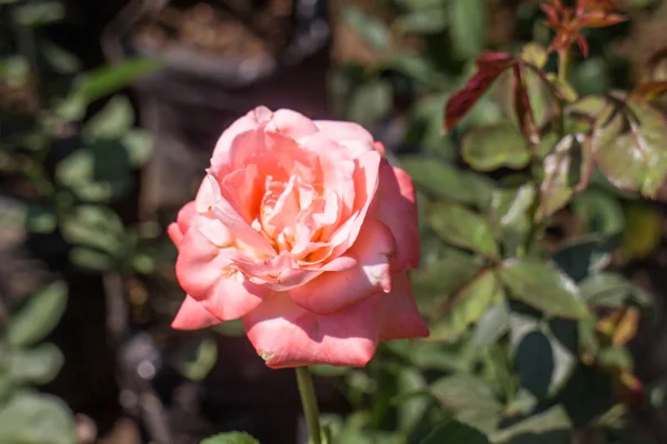 Rose rose sur plante — Photo