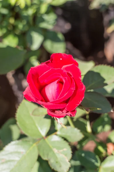 Rose rouge sur la plante — Photo