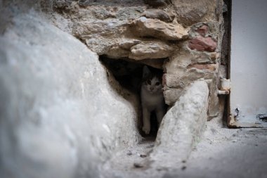 Siyah ve beyaz kedi, taş bir duvardaki deliğin içinde. Kapının yanında. Yakından izliyorlar.