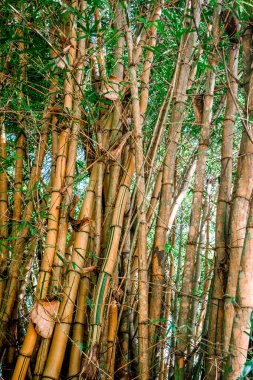Yağmur ormanlarındaki bir grup bambu gövdesinin dikey fotoğrafı. Turrialba, Kosta Rika
