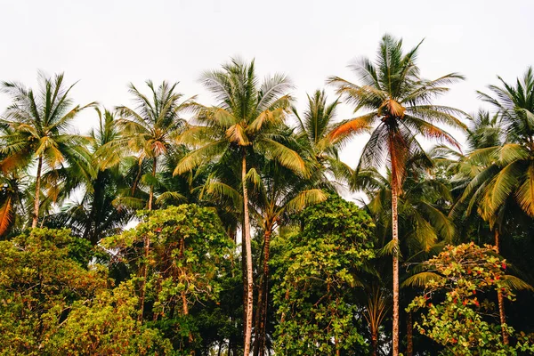 Palmengruppe Neben Anderen Bäumen Costa Rica — Stockfoto