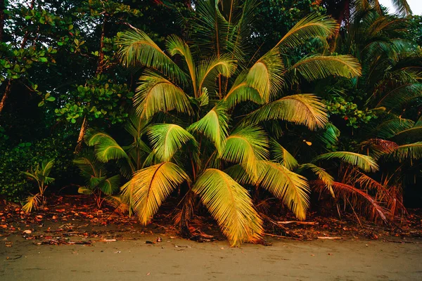 Вінтажне Фото Маленького Пальмового Дерева Коста Ріка — стокове фото