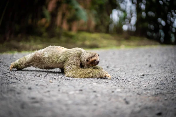 Perfil Uma Preguiça Cruzando Caminho Tropical Vida Selvagem Costa Rica — Fotografia de Stock