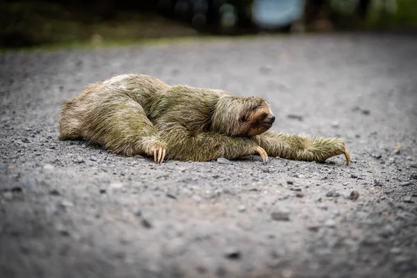 Close View Sloth Crossing Tropical Path Wildlife Costa Rica — Stock Photo, Image