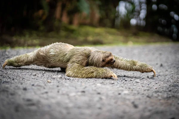 熱帯の道を横切るのが遅い コスタリカの野生動物 ロイヤリティフリーのストック画像