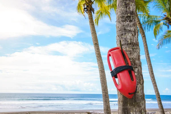 Fotografía Salvavidas Colgado Una Palmera Una Playa Tropical —  Fotos de Stock