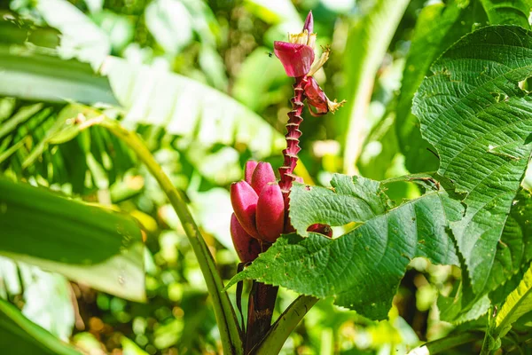Tropical pink flower among green plants in the jungle — Stock Photo, Image