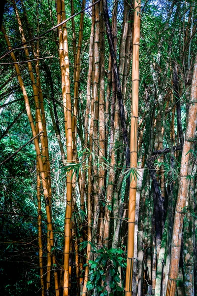 Varios troncos de bambú con hojas verdes en medio de la selva — Foto de Stock