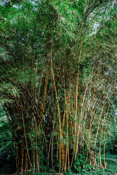 Foto vertical de varios troncos de árbol de bambú en una selva tropical — Foto de Stock
