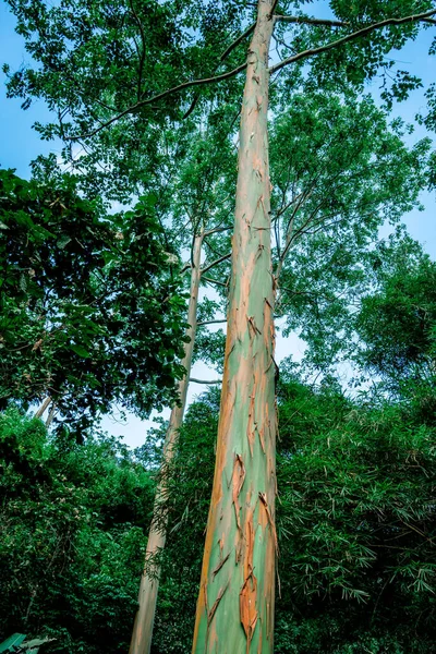 Vertikale Aufnahme eines großen Baumstammes im Dschungel mit blauem Himmel — Stockfoto