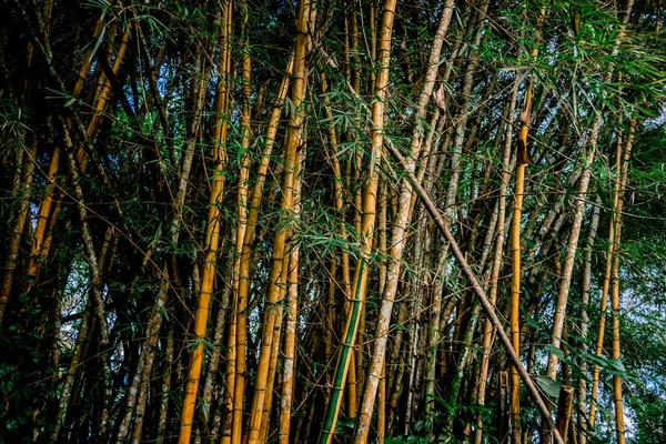 Fondo de varios troncos de bambú con hojas verdes — Foto de Stock