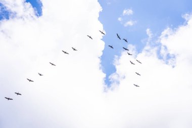 Gökyüzünde bulutlu bir grup kuş. Kosta Rika