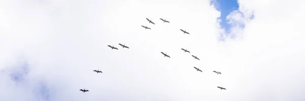 Foto Panorama Dari Sekelompok Burung Langit Kosta Rika — Stok Foto