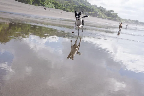 Собаки Бегают Песку Пляже Коста Рика — стоковое фото