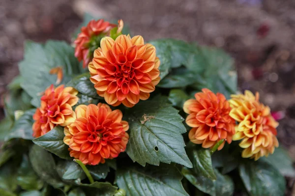 Orange blommor i detalj — Stockfoto