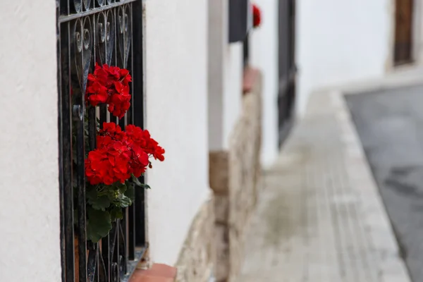 Venster met rode bloemen — Stockfoto