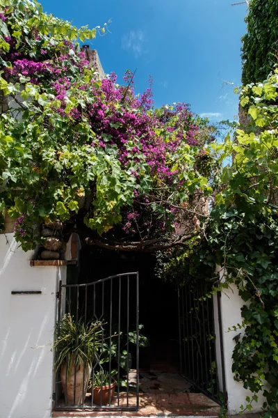 Fleurs dans une entrée d'une maison — Photo
