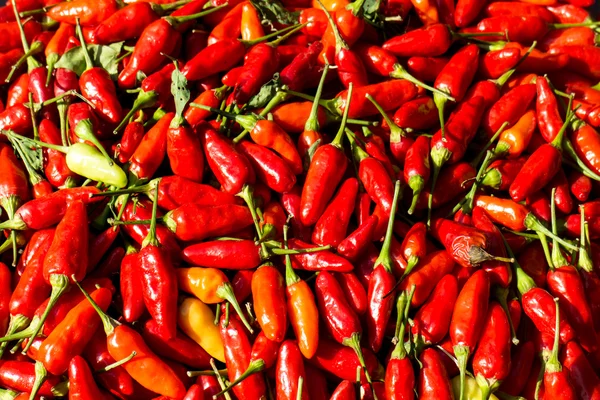 Chili picante rojo — Foto de Stock