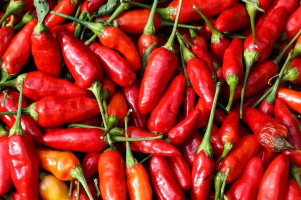 Chili picante rojo — Foto de Stock