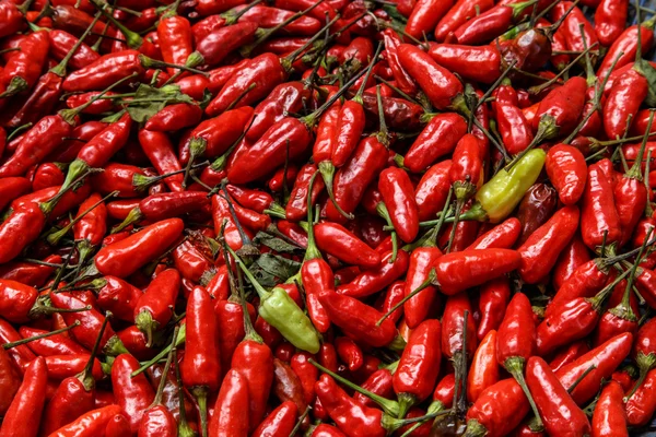 Chili picante rojo — Foto de Stock