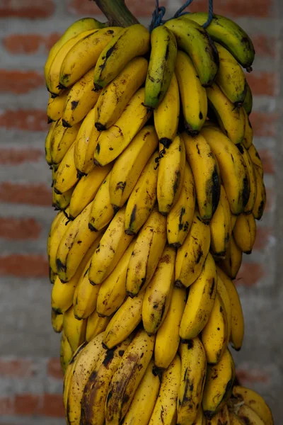 户外香蕉组 — 图库照片
